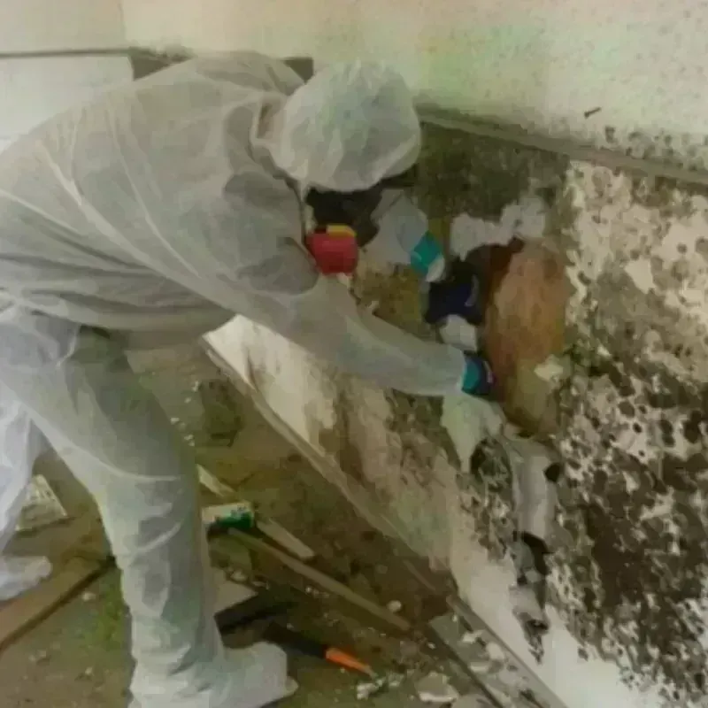 Mold Remediation and Removal in Carnesville, GA